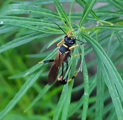 Sceliphron caementarium