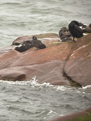 Histrionicus histrionicus