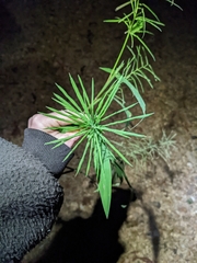 Paspalum repens