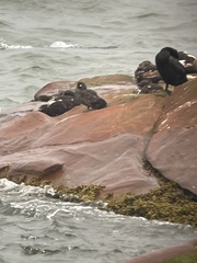 Histrionicus histrionicus