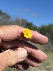 Thelesperma simplicifolium