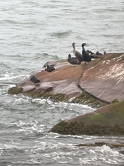 Histrionicus histrionicus