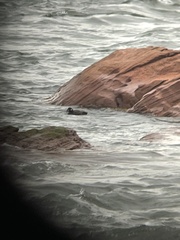 Histrionicus histrionicus