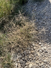 Chloris verticillata