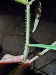 Paspalum repens