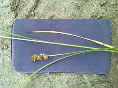 Carex muricata pairae