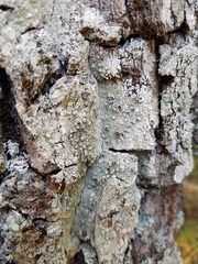 Pertusaria