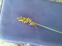 Carex muricata pairae
