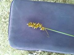 Carex muricata pairae