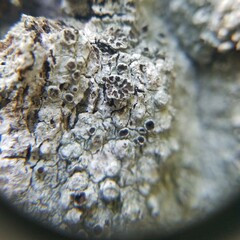Pertusaria