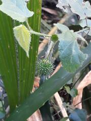 Byttneria urticifolia