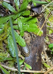 Blaberidae