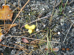 Xyris difformis