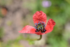 Papaver hybridum