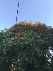 Erythrina crista-galli