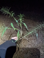 Paspalum repens