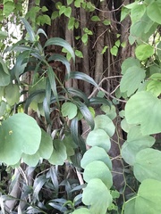 Erythrina crista-galli