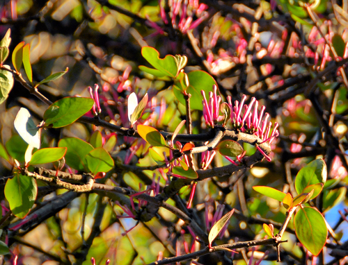 Tapinanthus rubromarginatus (Engl.) Danser