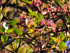 Tapinanthus rubromarginatus