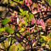 Tapinanthus rubromarginatus - Photo (c) Igmar Grewar, μερικά δικαιώματα διατηρούνται (CC BY-NC), uploaded by Igmar Grewar