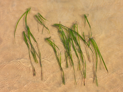 Zostera marina