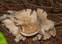 Rhodocollybia
