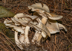 Rhodocollybia