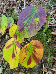 Viburnum lantanoides