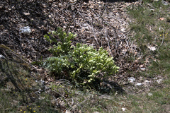 Helleborus foetidus