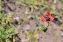 Papaver hybridum