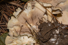 Rhodocollybia