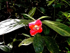 Palicourea tomentosa