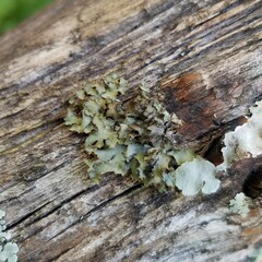 Tuckermanopsis ciliaris