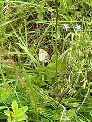 Coenonympha tullia