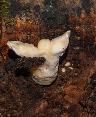 Loweomyces fractipes