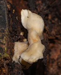 Loweomyces fractipes