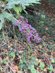 Buddleja davidii