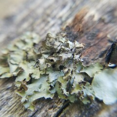 Tuckermanopsis ciliaris