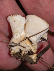 Loweomyces fractipes