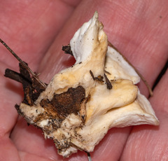 Loweomyces fractipes