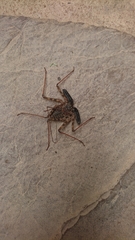 Amblypygi