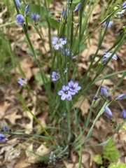 Sisyrinchium montanum