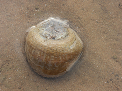 Paracondylactis sinensis