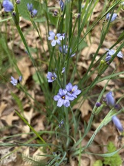 Sisyrinchium montanum