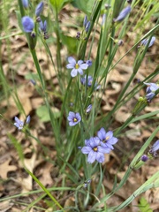 Sisyrinchium montanum