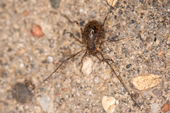 Oligolophus tridens