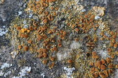 Intralichen christiansenii