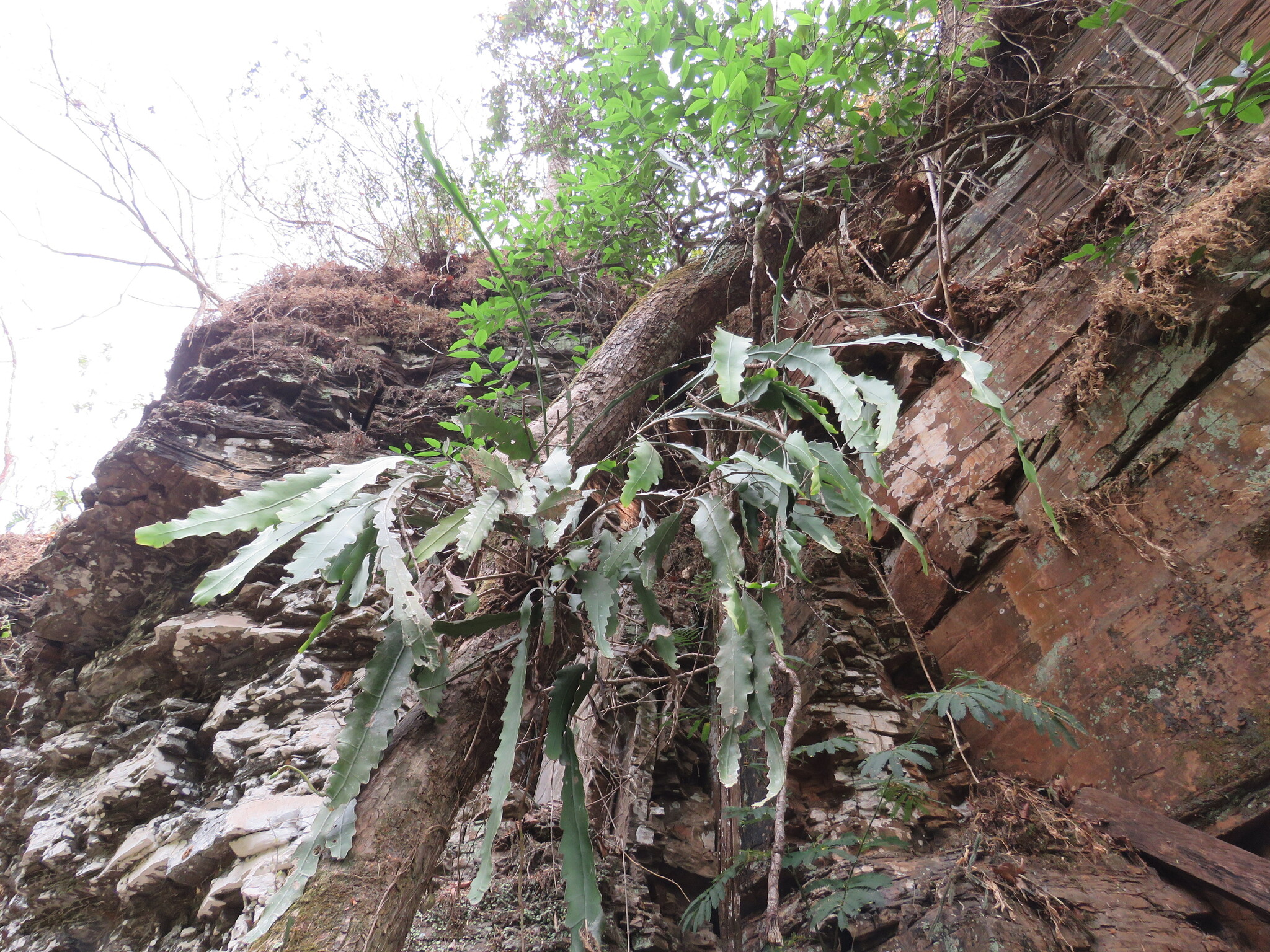 Epiphyllum phyllanthus