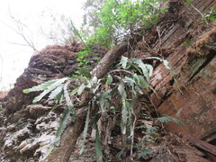 Epiphyllum phyllanthus
