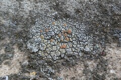 Flavoplaca